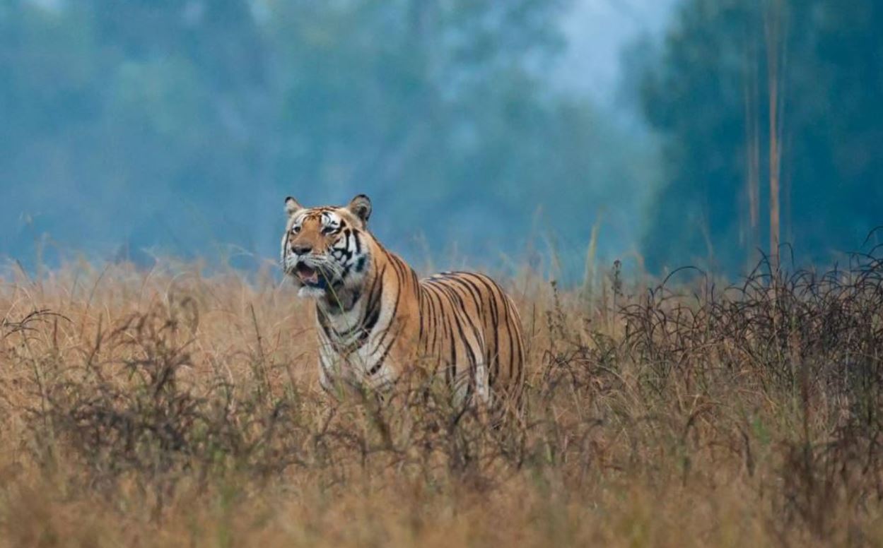 tiger tour kanha