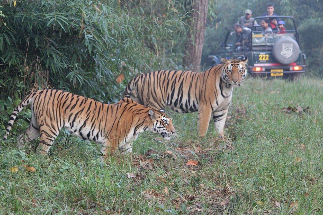 tiger safari kanha