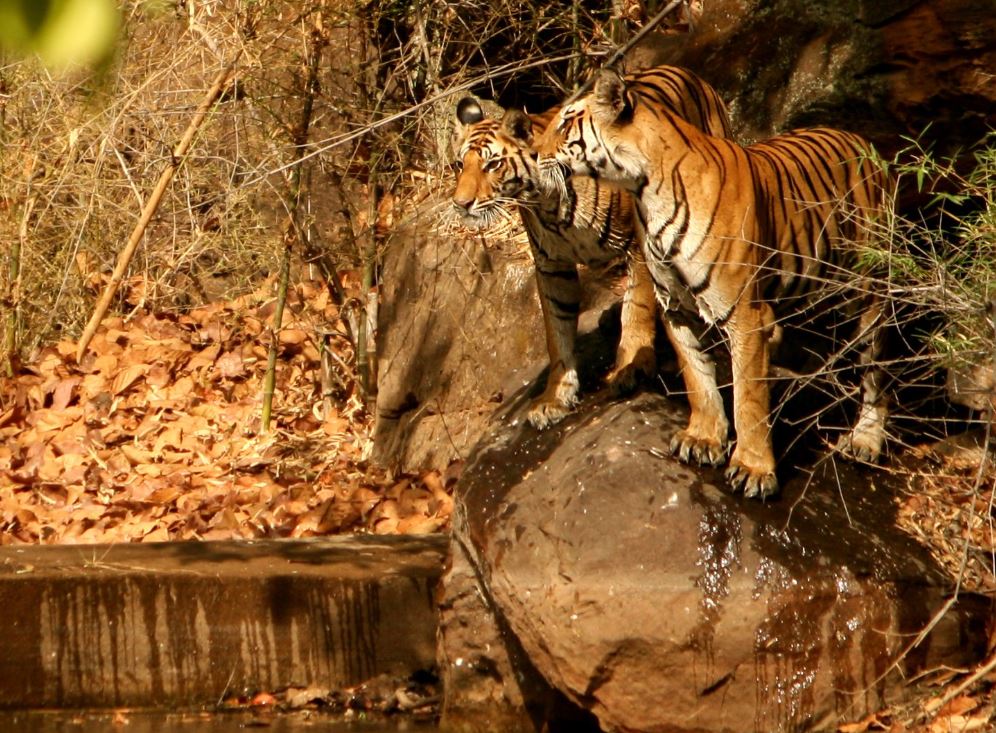 tiger in kanha