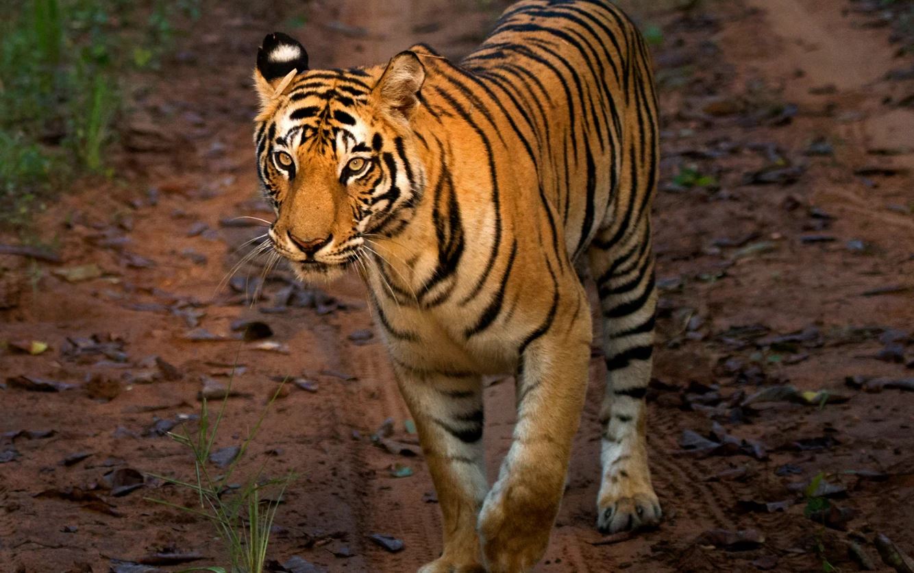 tiger in kanha safari