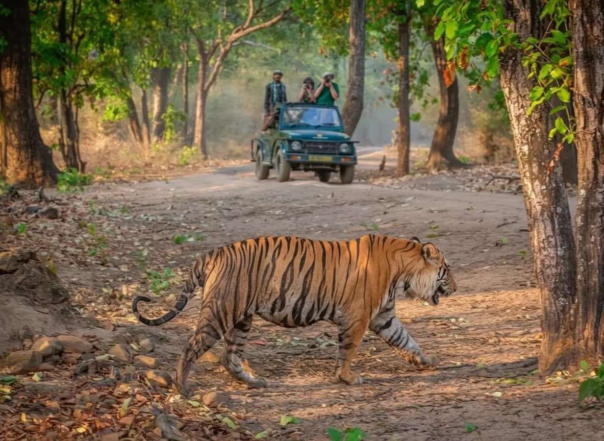 kanha tiger safari