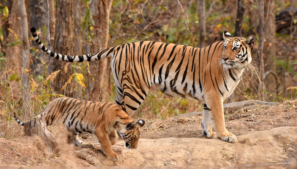 tiger with cub