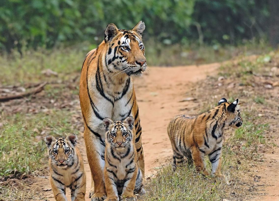 tiger cubs
