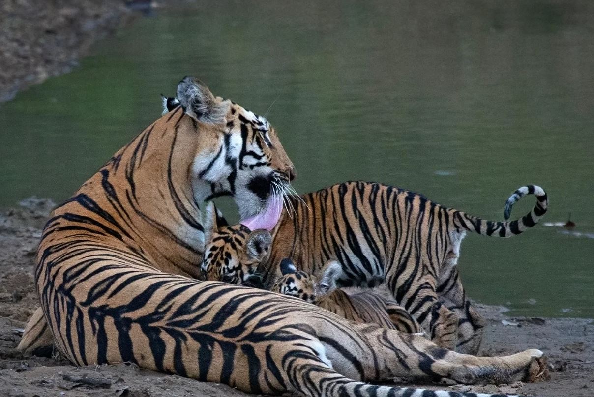 tigers kanha