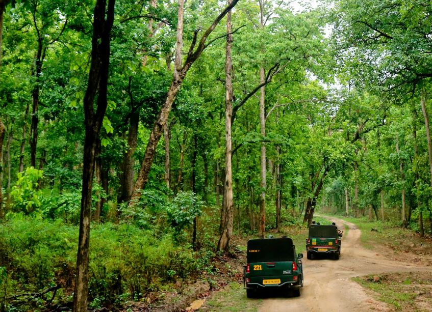 kanha national park jungle