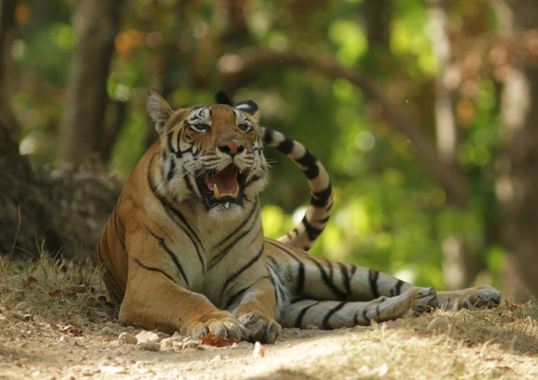 kanha tiger photography