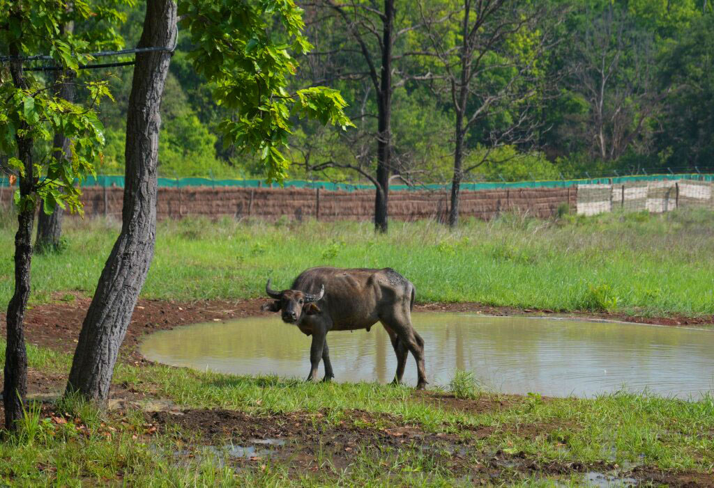 buffallo kanha safari